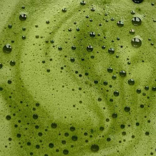Why Drink Matcha? Discover the Wellness Ritual Loved for Centuries